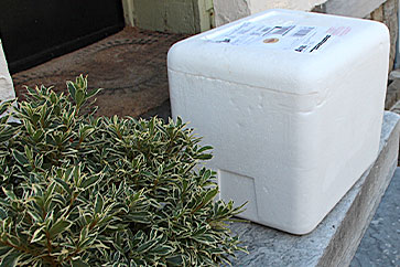 picture of delivered frozen goods in styrofoam shipping cooler
