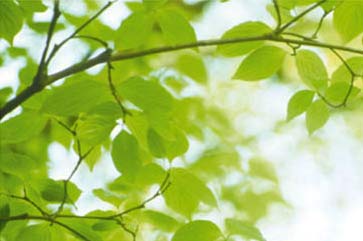 Close-up of a healthy tree branch